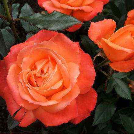 golden_perl.jpg Голд Перл Штейн (Gold Perl Stein)