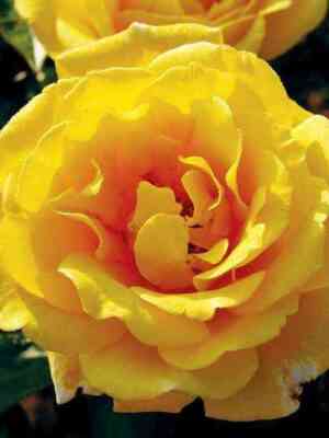 Голден Шоверс (Golden Showers)