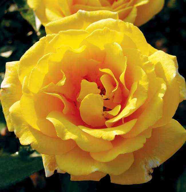 Голден Шоверс (Golden Showers)