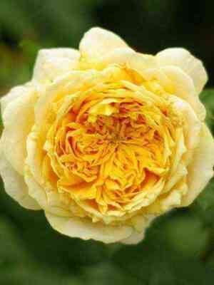 Голден Зест (Golden Zest)