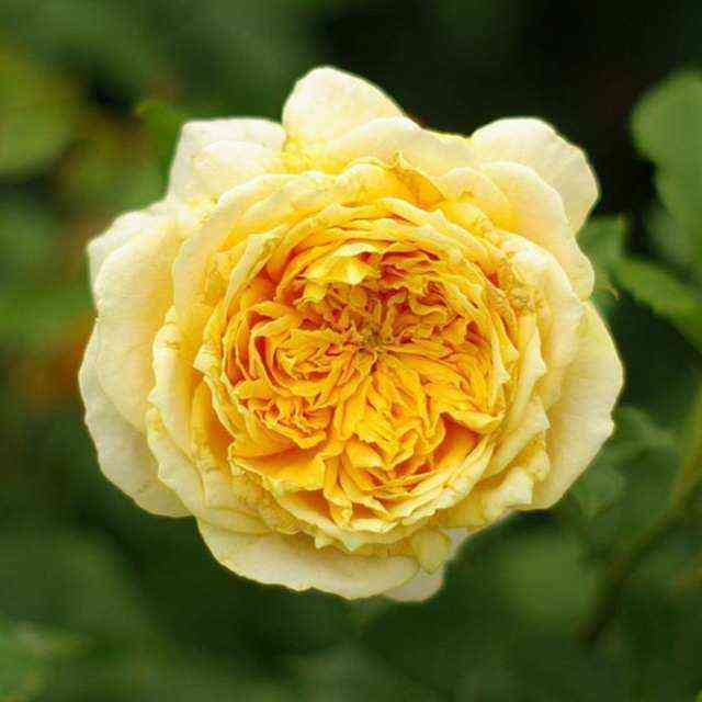 golden_zest.jpg Голден Зест (Golden Zest)