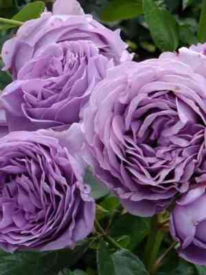 Голубой Шторм (Blue Storm)