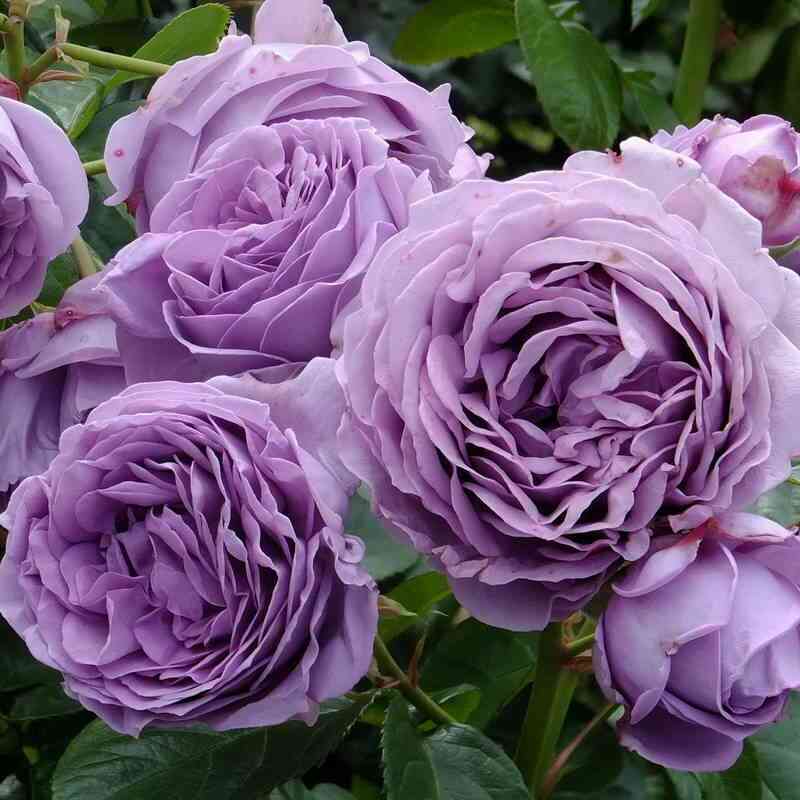 Голубой Шторм (Blue Storm)