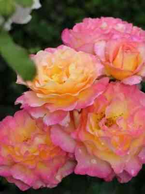 gordzhes-gorgeous_optimized.jpg Горджес (Gorgeous)