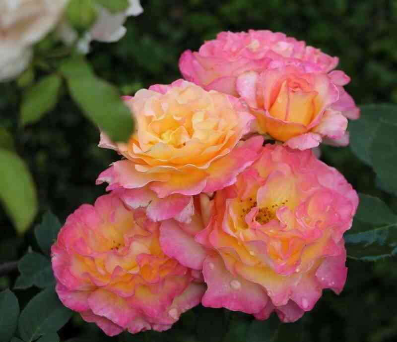 gordzhes-gorgeous_optimized.jpg Горджес (Gorgeous)