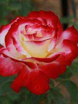 goshpel.jpg Госпел (Gospel)