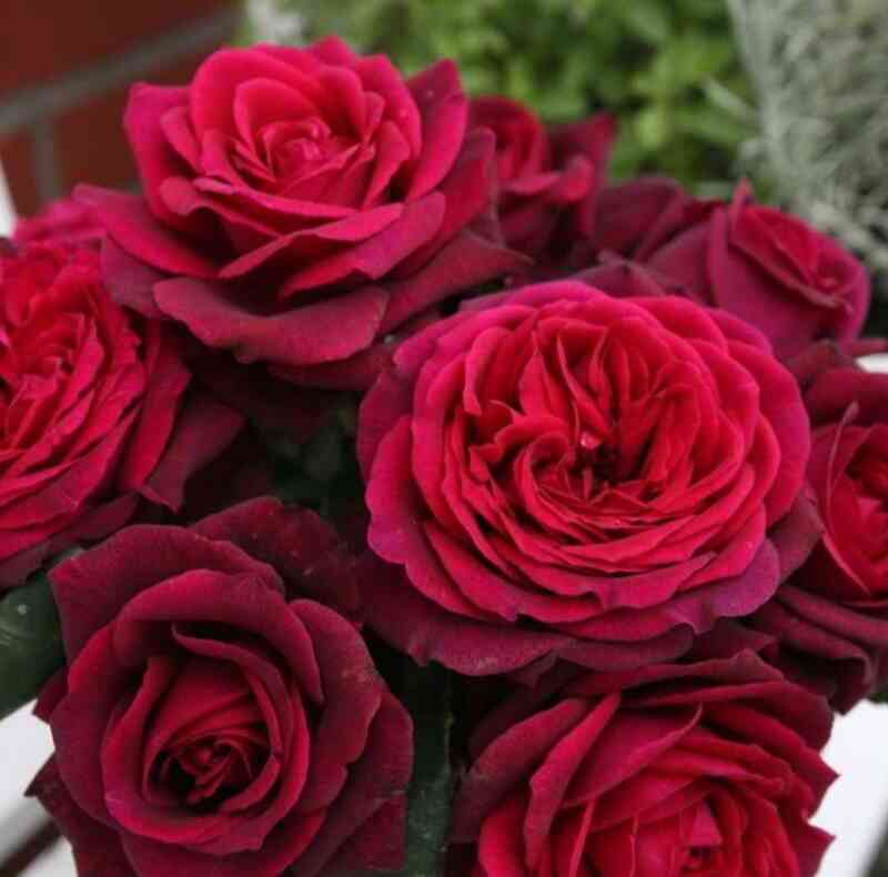 Графиня Диана (Gräfin Diana)