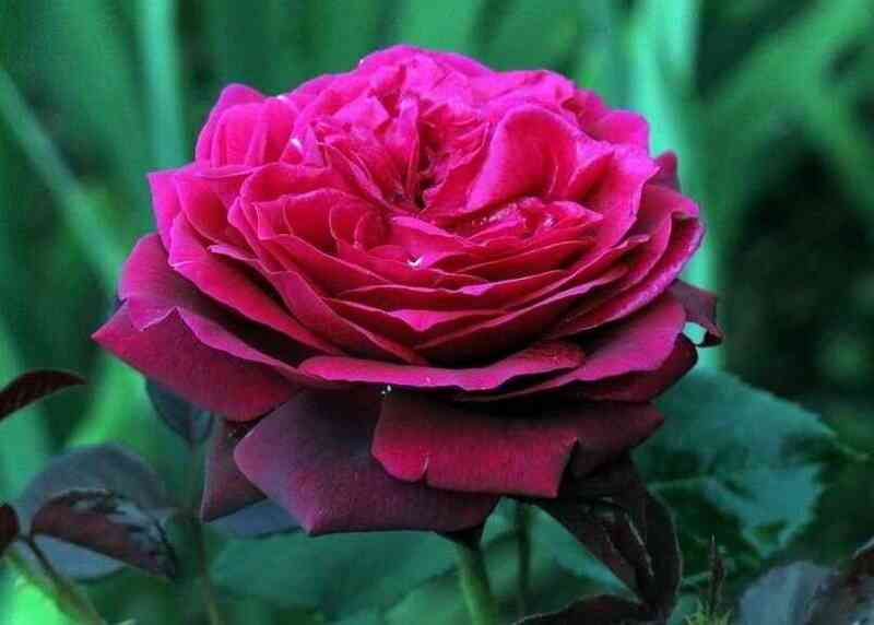 Графиня Диана (Gräfin Diana)