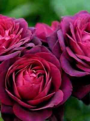 Графиня Диана (Gräfin Diana)