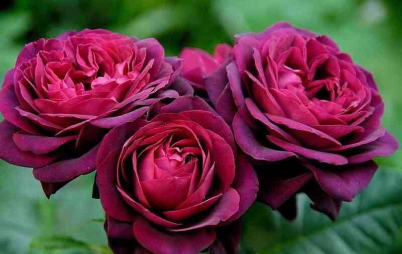 Графиня Диана (Gräfin Diana)