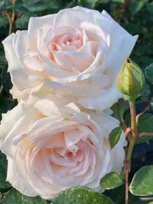 grafinja-jel-cuke.jpg Графиня Эльке цу Рантзау (Grafin Elke zu Rantzau)