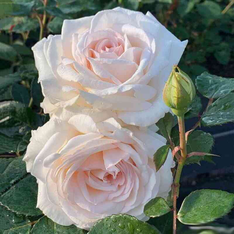 grafinja-jel-cuke.jpg Графиня Эльке цу Рантзау (Grafin Elke zu Rantzau)