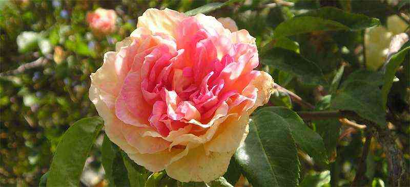 Графиня Воронцова (Comtesse de Woronzoff)