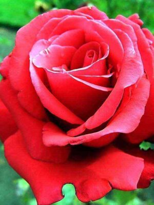 Гранд Аморе (Grande Amore)