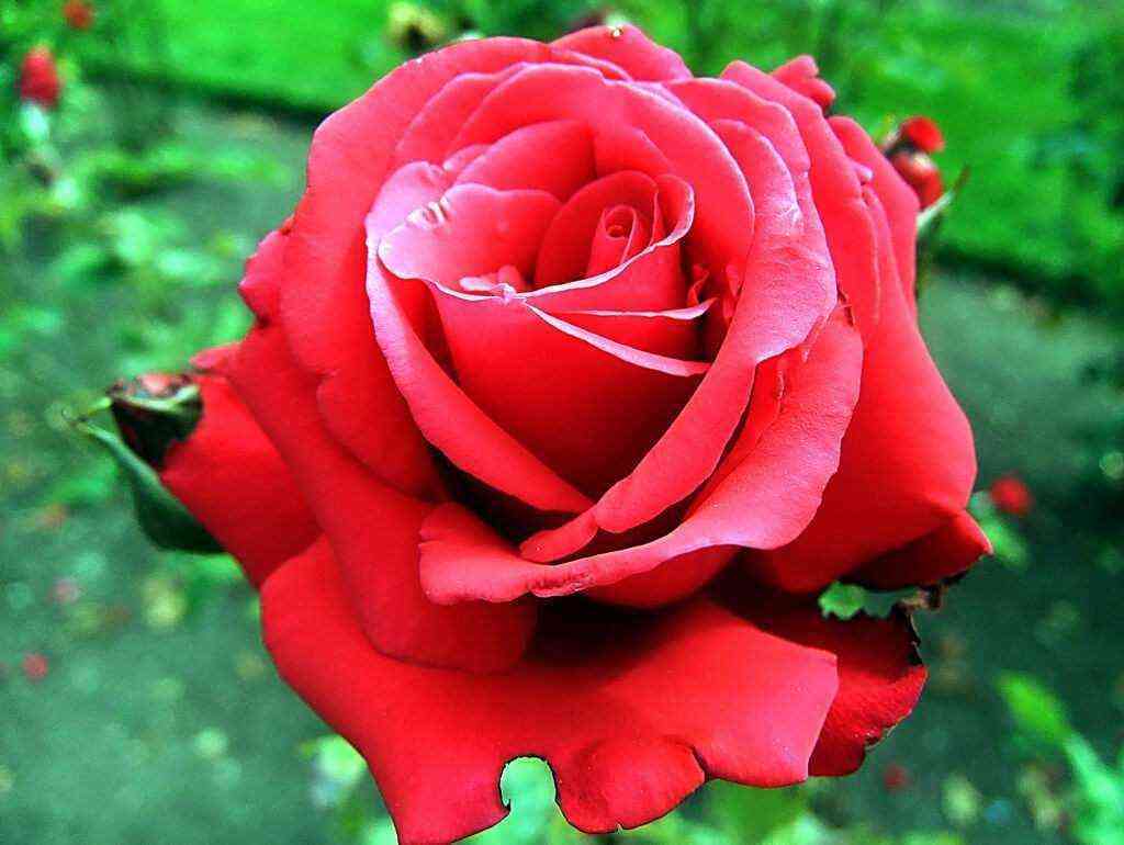 Гранд Аморе (Grande Amore)