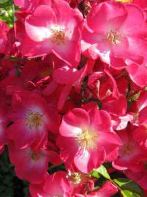 grand_dyuk_zhan1.jpg Гранд-Дюк Жан (Grand-Duc Jean)