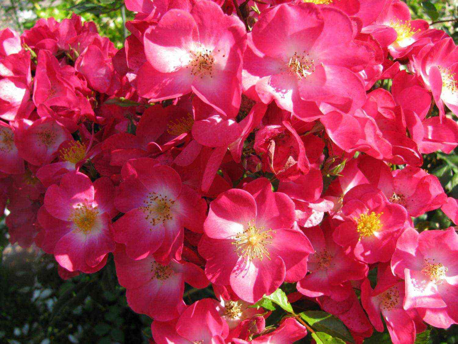 Гранд-Дюк Жан (Grand-Duc Jean)