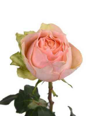 Гравитация (Gravity)