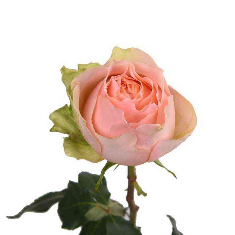 Гравитация (Gravity)