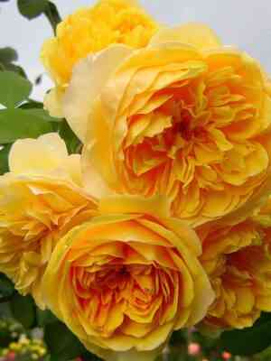 Грэхам Томас (Graham Thomas)