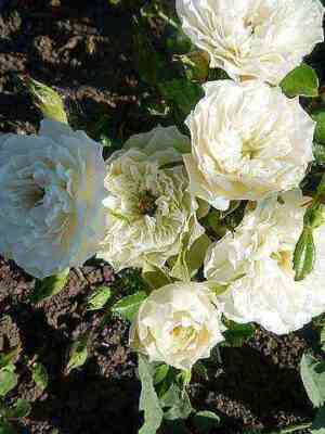 Грин Айс (Green Ice)