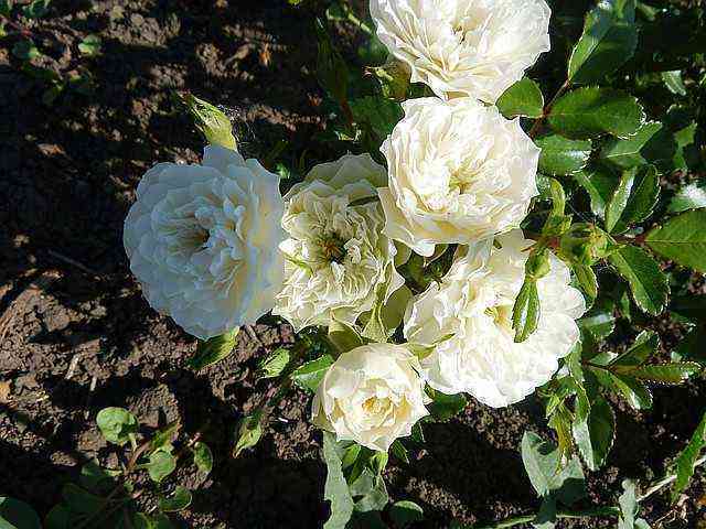 grin-ajs_optimized.jpg Грин Айс (Green Ice)