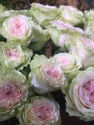 grin-pink_optimized.jpg Грин Пинк (Green Pink)