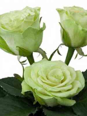 Грин Планет (Green Planet)