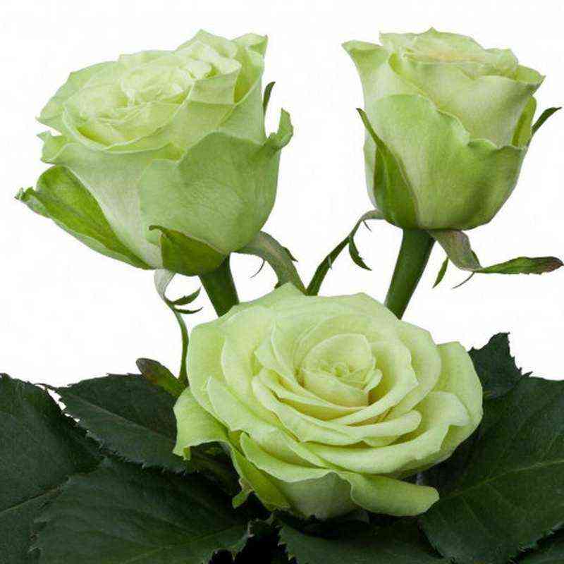 Грин Планет (Green Planet)