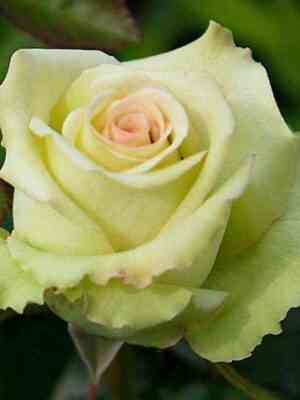 Грин Пис (Green Peace)