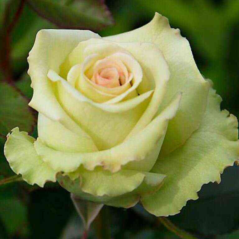 grinpis_greenpeace_optimized.jpg Грин Пис (Green Peace)