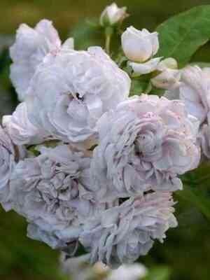 Гризелис (Griselis)