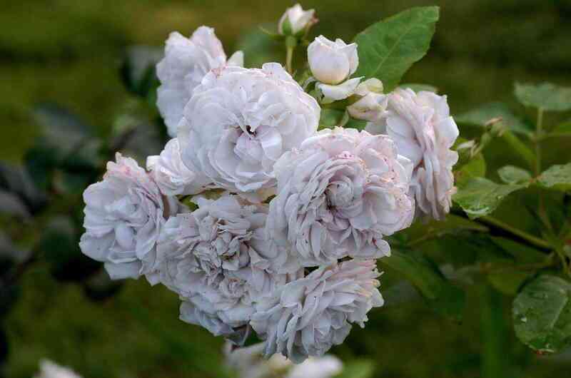 grizelis.jpg Гризелис (Griselis)