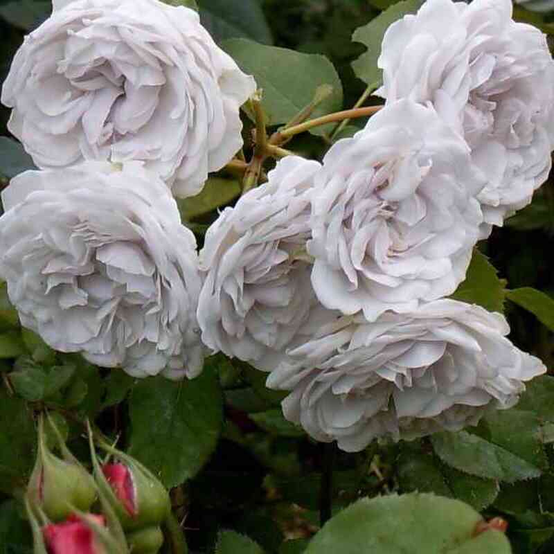 grizelis1.jpg Гризелис (Griselis)