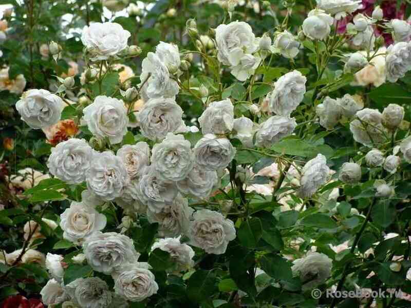 grizelis2.jpg Гризелис (Griselis)