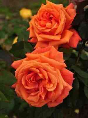 Гуд Лайф (Good Life)