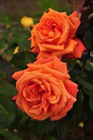 Гуд Лайф (Good Life)