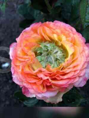 gudini.jpg Гудини (Houdini)