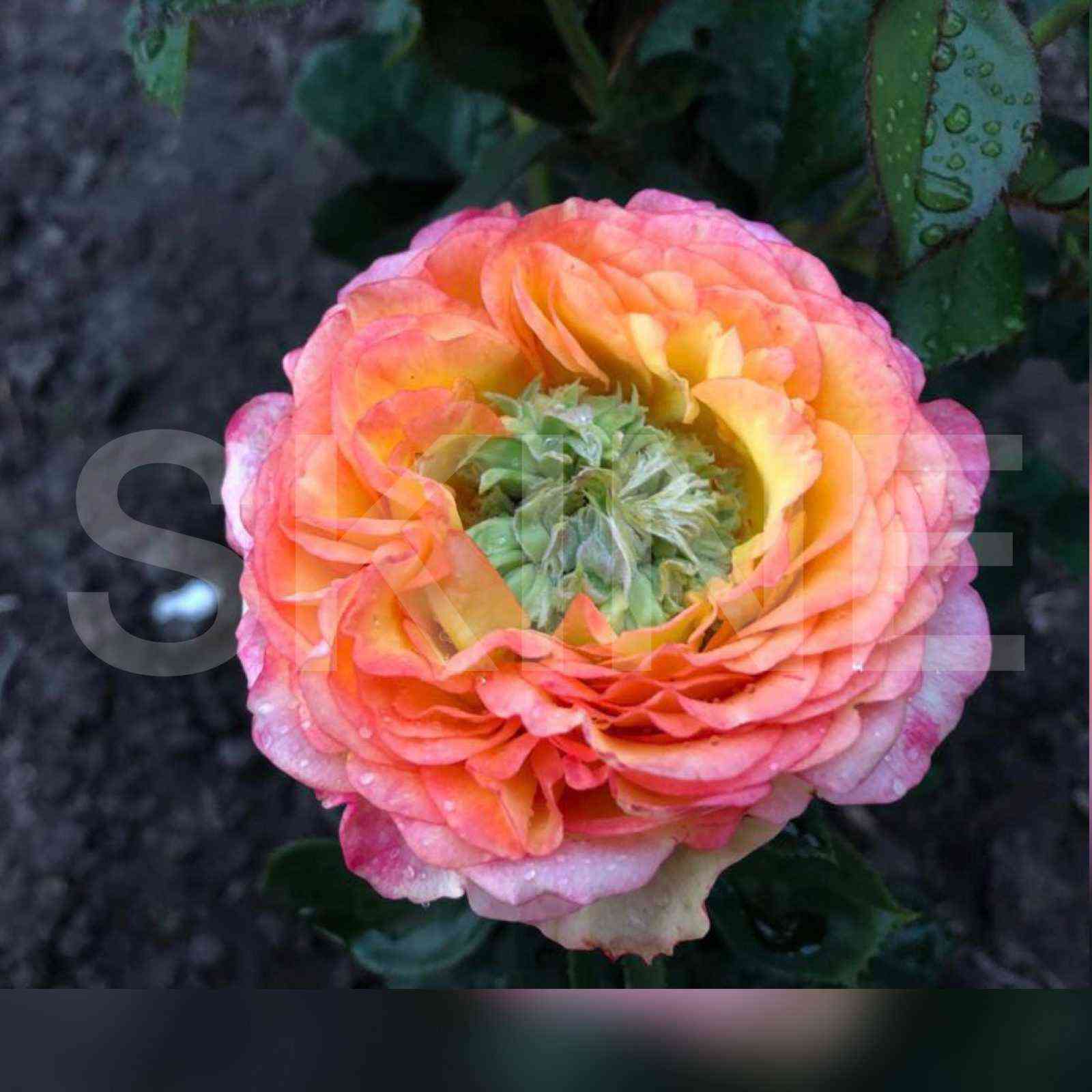 Гудини (Houdini)