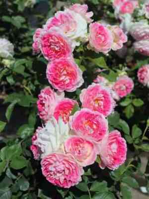 Гуэрнси (Guernsey)