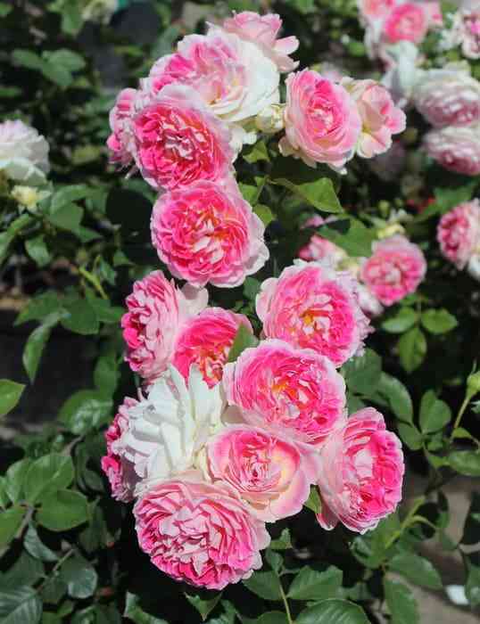 Гуэрнси (Guernsey)