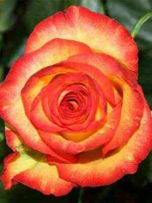 haj_medzhik.jpg Хай Мэджик (High Magic)