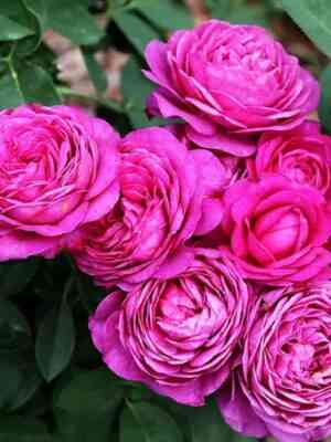 Хайди Клум (Heidi Klum Rose)