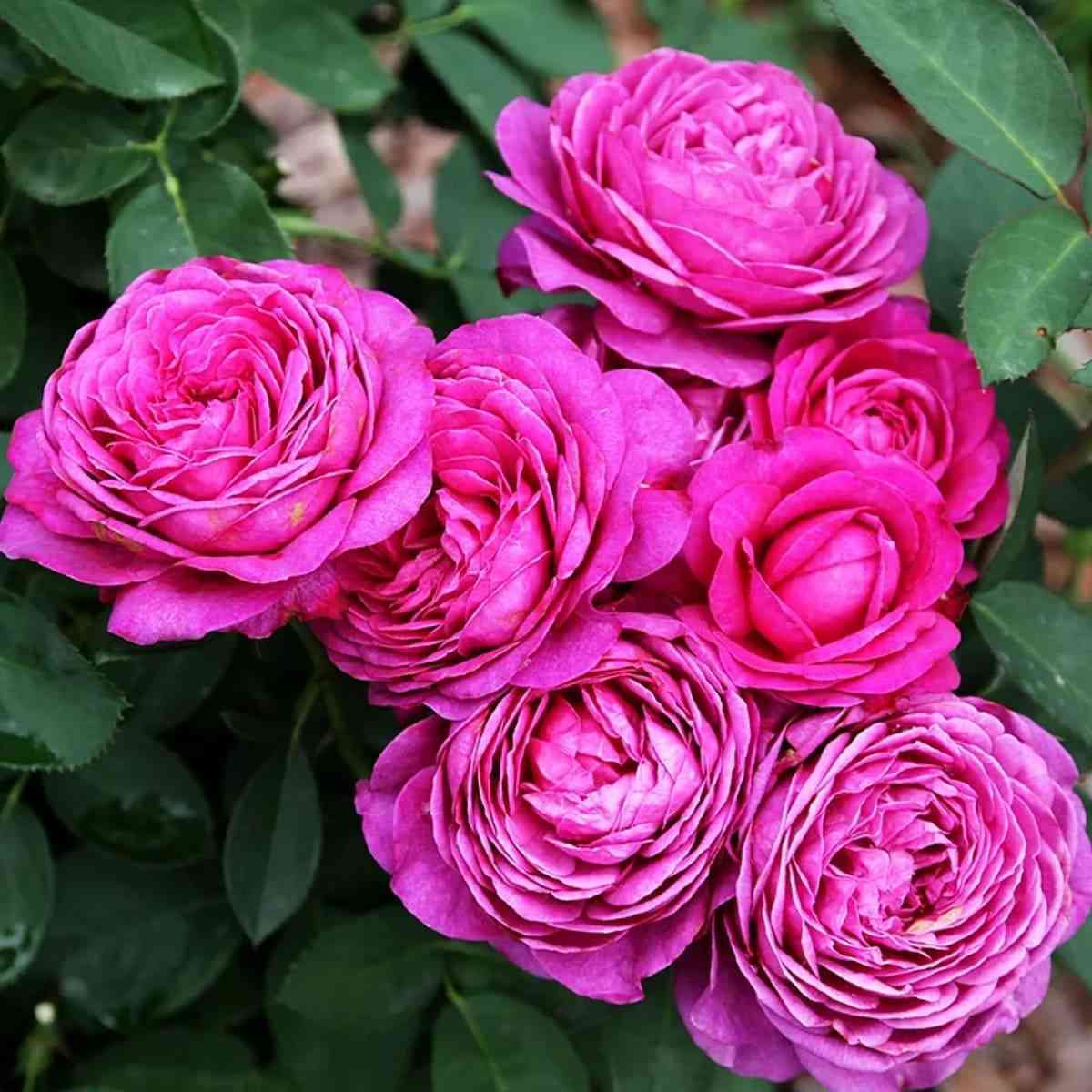 hajdi-klum.jpg Хайди Клум (Heidi Klum Rose)