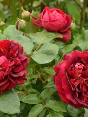 hajgrou.jpg Хайгроув (Highgrove)