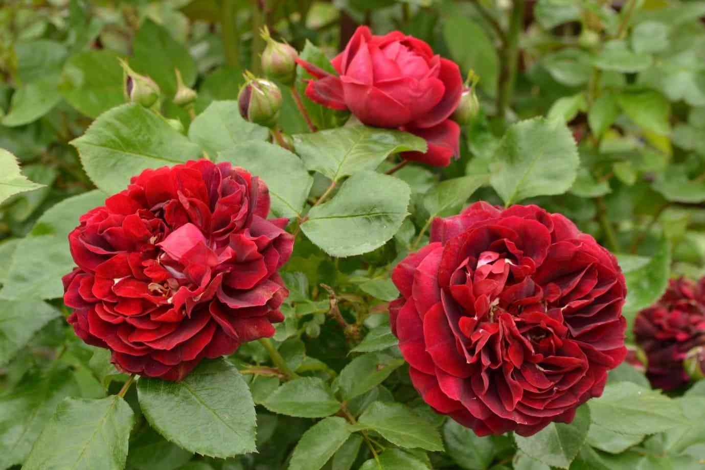 hajgrou.jpg Хайгроув (Highgrove)