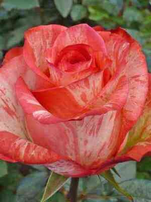 hajtvinkel_highandtwinkle_optimized.jpg Хай Твинкел (High and Twinkle)