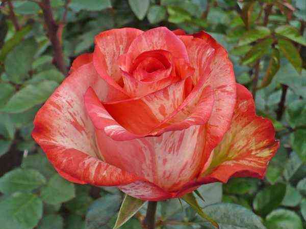 Хай Твинкел (High and Twinkle)