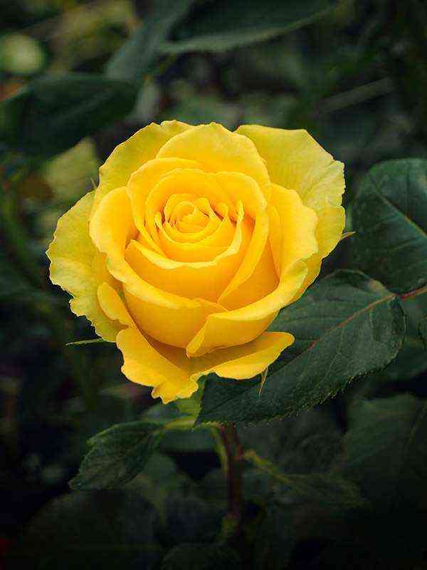 hamer.jpg Хаммер (Hammer)