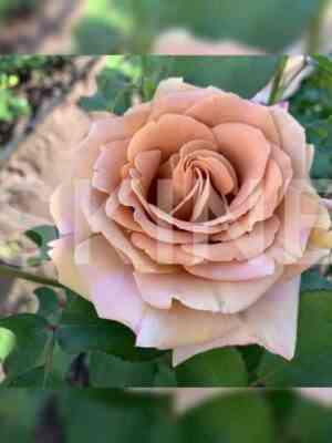 Хани Дижон (Honey Dijon)